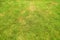 Pests and disease cause amount of damage to green lawns