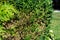 Pests of ornamental plants. Boxwood branches damaged by the boxwood pest moth caterpillar