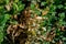 Pests of ornamental plants. Boxwood branches damaged by the boxwood pest moth caterpillar