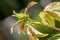 Pests, plants diseases. Aphid close-up on rose bud.