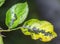 Pests, plants diseases. Leaf spots close-up. Majority of leaf s