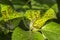 Pests, plants diseases. Leaf spots close-up. Majority of leaf s