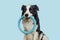 Pet activity, Funny puppy dog border collie holding blue puller ring toy in mouth  on blue background. Purebred