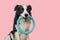 Pet activity, Funny puppy dog border collie holding blue puller ring toy in mouth isolated on pink background. Purebred