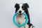 Pet activity, Funny puppy dog border collie holding blue puller ring toy in mouth isolated on white background. Purebred