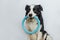 Pet activity, Funny puppy dog border collie holding blue puller ring toy in mouth isolated on white background. Purebred