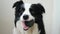 Pet activity. Funny puppy dog border collie holding toy ball in mouth on white background. Purebred pet dog wants to