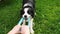 Pet activity. Puppy dog border collie playing with blue puller ring toy outdoor. Unrecognizable owner woman hand playing