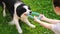 Pet activity. Puppy dog border collie playing with blue puller ring toy outdoor. Unrecognizable owner woman hand playing