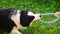 Pet activity. Puppy dog border collie playing with blue puller ring toy outdoor. Unrecognizable owner woman hand playing