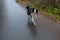 Pet activity. Puppy dog border collie walking outdoor. Pet dog with funny face, walk on road. Pet care and funny animals