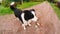 Pet activity. Puppy dog border collie walking in park outdoor. Pet dog with funny face running on road in sunny summer