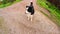 Pet activity. Puppy dog border collie walking in park outdoor. Pet dog with funny face running on road in sunny summer