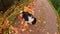 Pet activity. Unrecognizable owner playing with pet dog giving orange maple fall leaf in mouth, walking in park outdoor