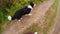 Pet activity. Unrecognizable woman feet walking on road with puppy dog border collie. Owner with pet dog friend walking