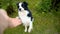 Pet activity. Unrecognizable woman hand playing with cute puppy dog border collie outdoor. Owner with jumping pet dog