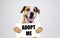 Pet adoption concept with staffordshire terrier dog. Funny pitbull terrier holds