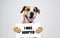 Pet adoption concept with staffordshire terrier dog. Funny pitbull terrier holds