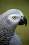 Pet African grey is a good mimic and talker