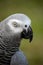 Pet African grey is a good mimic and talker