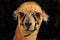 Pet alpaca llama isolated