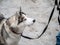 Pet anima dog husky breed walks on a leash with a human owner outdoors. color