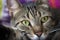 Pet animal; cute adult tabby cat indoor