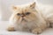 Pet animal; cute cat indoor. Blue eyed Persian cat