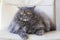 Pet animal; cute cat indoor. Grey Persian cat