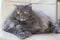 Pet animal; cute cat indoor. Grey Persian cat