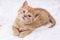 Pet animal; cute kitten baby cat indoor