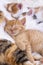 Pet animal; cute kitten baby cat and mother cat