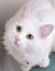 Pet animal; cute white cat. Turkish Ankara Cat