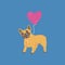 Pet animal, dog breed french bulldog with pink balloon in heart shape.