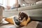 Pet, animal and dog with shoes in living room for playful, happiness and relaxing with owner at home. Training, domestic