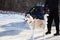 Pet animal friend sled dog husky breed redhead walks on a leash with a human owner outdoors in the snow in winter in cold weather