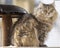 Pet and animal. Siberian female cat