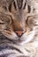 Pet animal; tabby cat face close up macro photo
