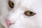 Pet animal; tabby cat face close up macro photo