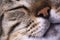 Pet animal; tabby cat face close up macro photo