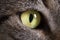 Pet animal; tabby cat green eye macro photo