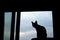 Pet animal; tabby cat indoor silhouette photo