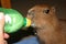 Pet baby capybara drinking from a bottle