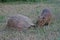 Pet baby capybara having a conversation with