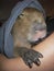 Pet baby capybara snuggling and sleeping in a hoodie