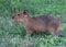 Pet baby capybara walking in the grass in the backyard