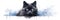 Pet background isolated illustration cat domestic animal cute background portrait kitten