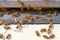 Pet bees crawl near the cell. Beehive