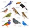 Pet birds collection, breeds icon set flat style isolated on wh