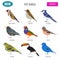 Pet birds collection, breeds icon set flat style isolated on wh